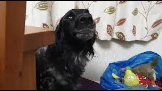 Dog finds cat in her bed, throws epic temper tantrum