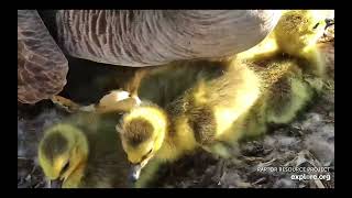 Decorah Eagles - Goose nest - The last gosling hatches \/ explore.org 4\/14\/24