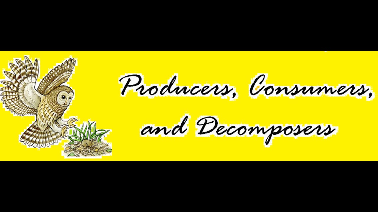 Producers, Consumers and Decomposers in Ecosystem - YouTube