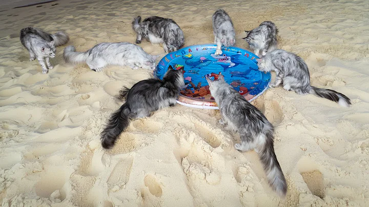 Video 9987021: maine coon cat exploring, maine coon cat playing, maine coon water