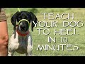 Teach Your Dog To Heel In Less Than 10 Minutes