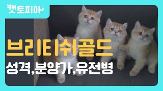 브리티쉬 숏헤어 골드의 모든것