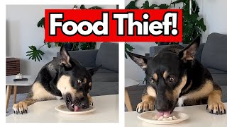 Dog Steals Food? Try THIS Method to Fix COUNTER SURFING