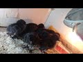 Ayam cimani black chicken kadhaknath chickens american 01723762225 now call khulna 9100 bangladesh