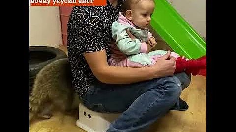 Девочку в кафе укусил енот | E1.RU