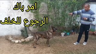 تدريب الكلب على أمر الرجوع للخلف| أمر back