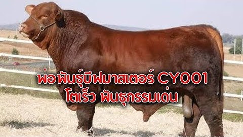 บีฟมาสเตอร์ cy001 พ่อพันธุ์เลือด100 ของกรมปศุสัตว์ #บีฟมาสเตอร์ #วัว#วัวเนื้อ