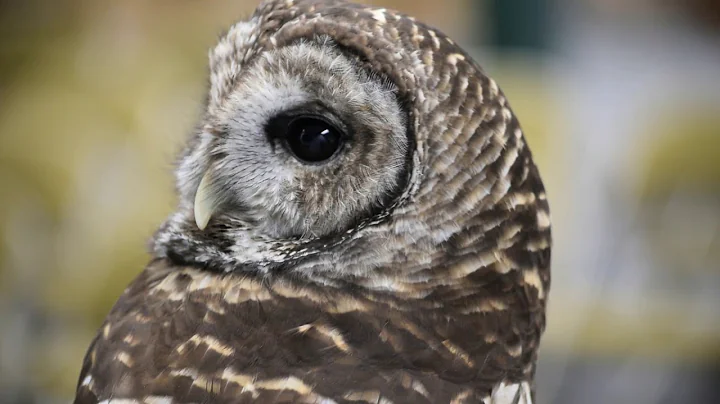 Owls can rotate their heads 270 degrees! - DayDayNews