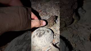 Catch frog jumping fun fun | Catching big bull frogs funny | Catch a frog for fun | funny toad