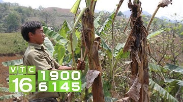 Mẹo hay diệt sâu đục thân hại chuối I VTC16