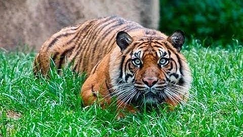 Tiger jump on elephant video | Kaziranga tiger jump high