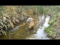 carp spear fishing