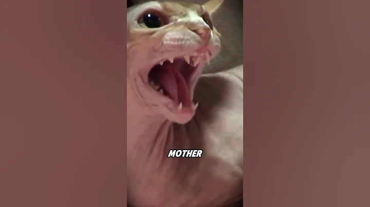 Watch the video about The hairless cat attacks its owner🫣 #shorts #animals #cat