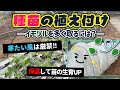 寒い露地ではムリですか！？　厳寒期でのサツマイモ苗植え付け作業　たねのハシモトミヤ