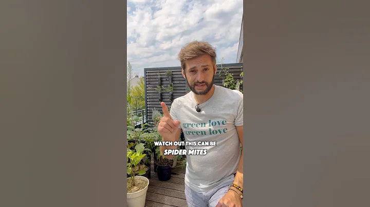 Natural solution against Spider Mites for healthy plants 🌿 #gardening #garden #pestcontrol