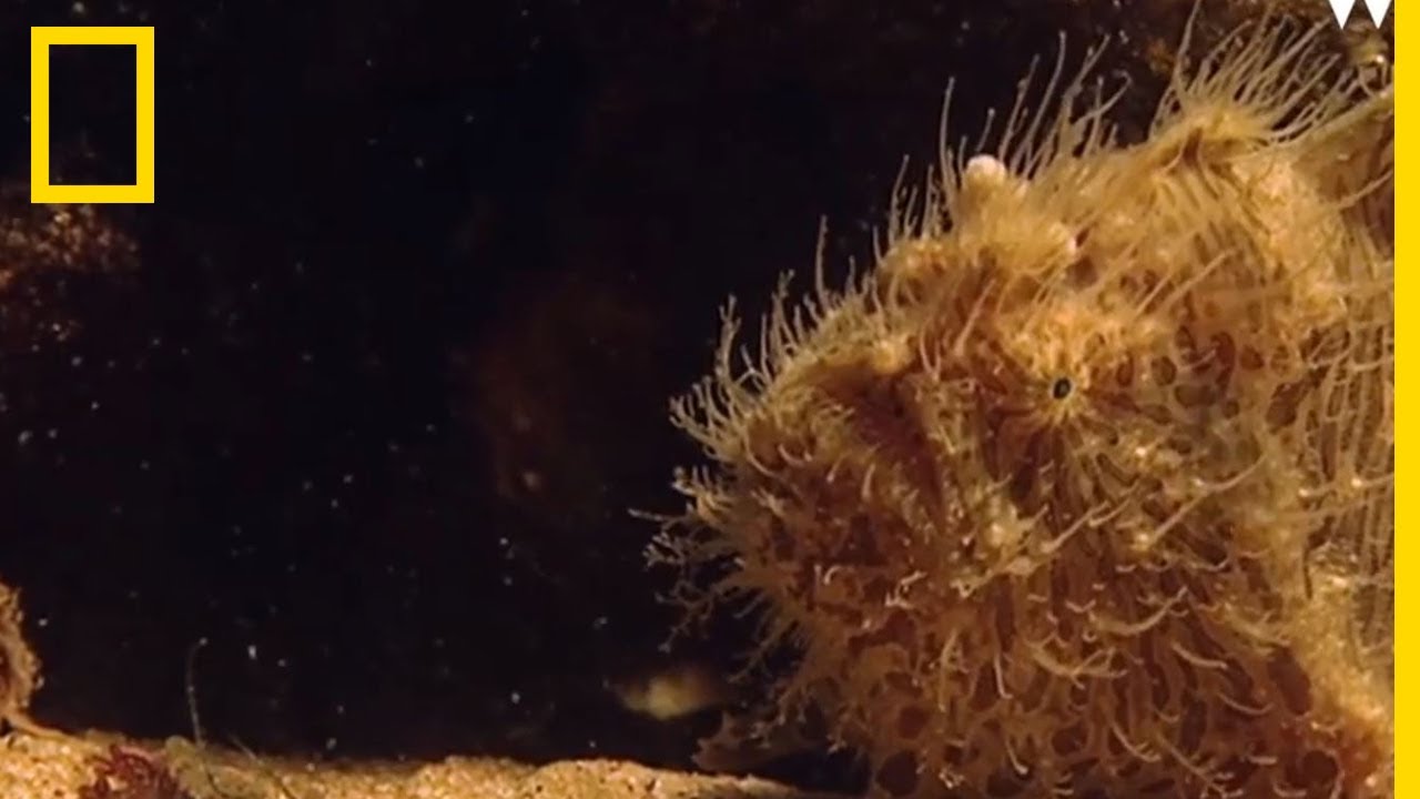 La chasse de l'étrange poisson-grenouille