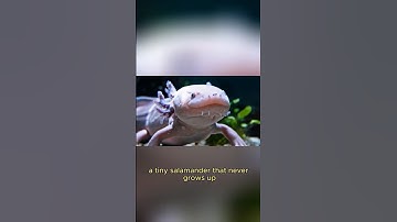 This Tiny Creature Can Regrow Its Brain?! 😱🧠