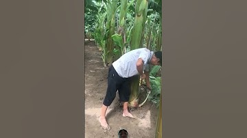 Cách người nông dân chặt bỏ cây con của cây chuối để cây chuối còn lại phát triển tốt hơn