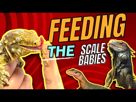 LETS FEED SOME REPTILES! And some Iguana ASMR