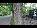 Curious Squirrels at the Cemetery / VR 180 Video 5.7k