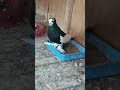 #viralvideo#1millionsubscribers#1millionviews#pigeon#birds