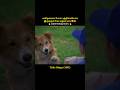 This dog has an IQ level of two hundred percent#shorts #short