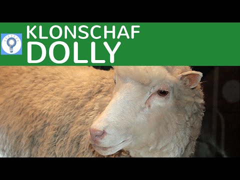 Video: Dolly, Das Schaf, Wurde 20: Was Ist Jetzt Mit Dem Klonen? - Alternative Ansicht