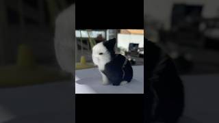 Baby Bunny Transformation