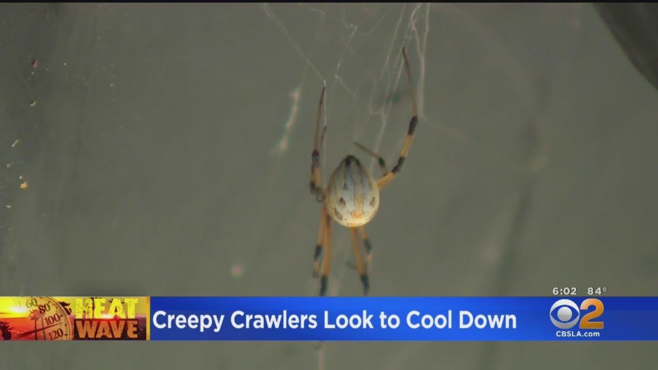 Southland Heat Wave Brings With It Ants, Spiders - YouTube