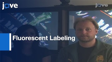 Fluorescent Labeling Of Drosophila Heart Structures l Protocol Preview