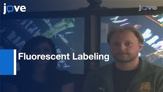 Fluorescent Labeling Of Drosophila Heart Structures l Protocol Preview