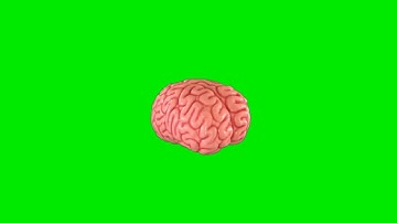 Animated Human Brain  Green Screen Overlay  Effects HD video