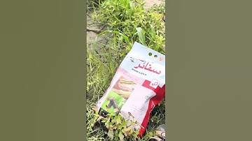 Rural life village | Fall army worm killer | Chlorentraniliprole | Maize | #maize #1080p #shorts#fyp