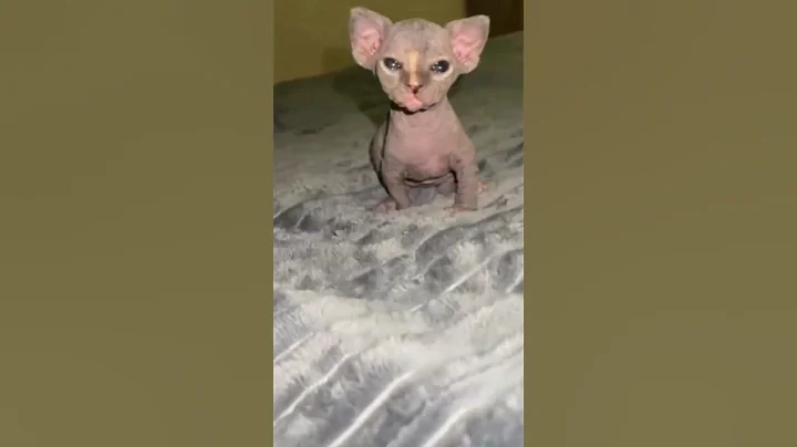 Video 11098131: cat kitten funnycats animal, cat kitten cute funnycats, cats funny kittens animals, feline