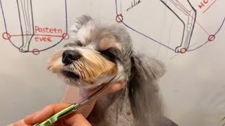Amazing Schnauzer Horse Style Grooming : How To Groom Schnauzer Puppy | Puppy Groomy
