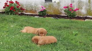 Golden Retriever Puppies For Sale
