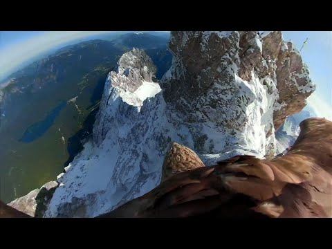 Eagle films global warming destruction in Alps