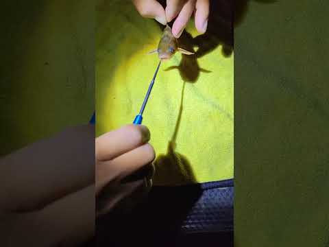 Cây gỡ lưỡi