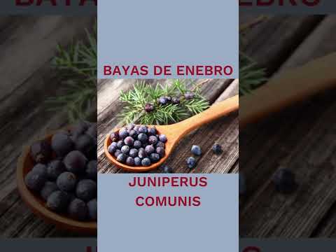 Bayas de Enebro 5 increíbles propiedades de las bayas de enebro que te sorprenderán