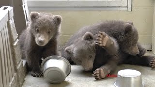 Three little brown bear cubs
