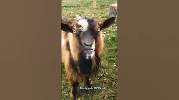 Funny Goat Sounds Shorts Goat Goatfarming 