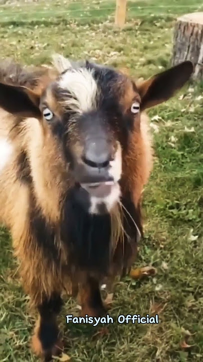 Funny Goat Sounds #shorts #goat #goatfarming
