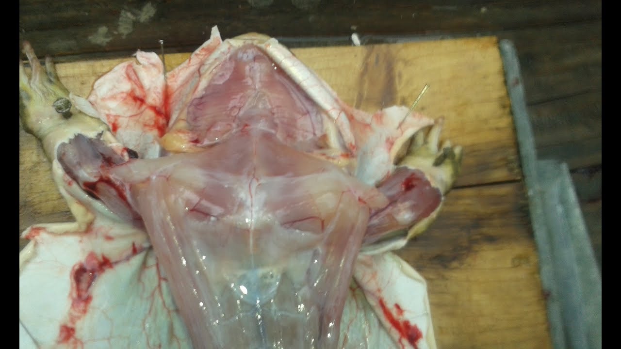 free interactive frog dissection free interactive frog dissection