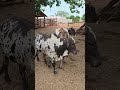 Um garrote nelore Pintado no confinamento