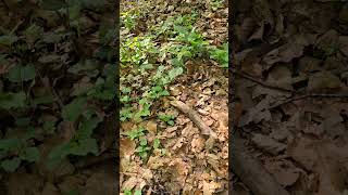 Voles Attack