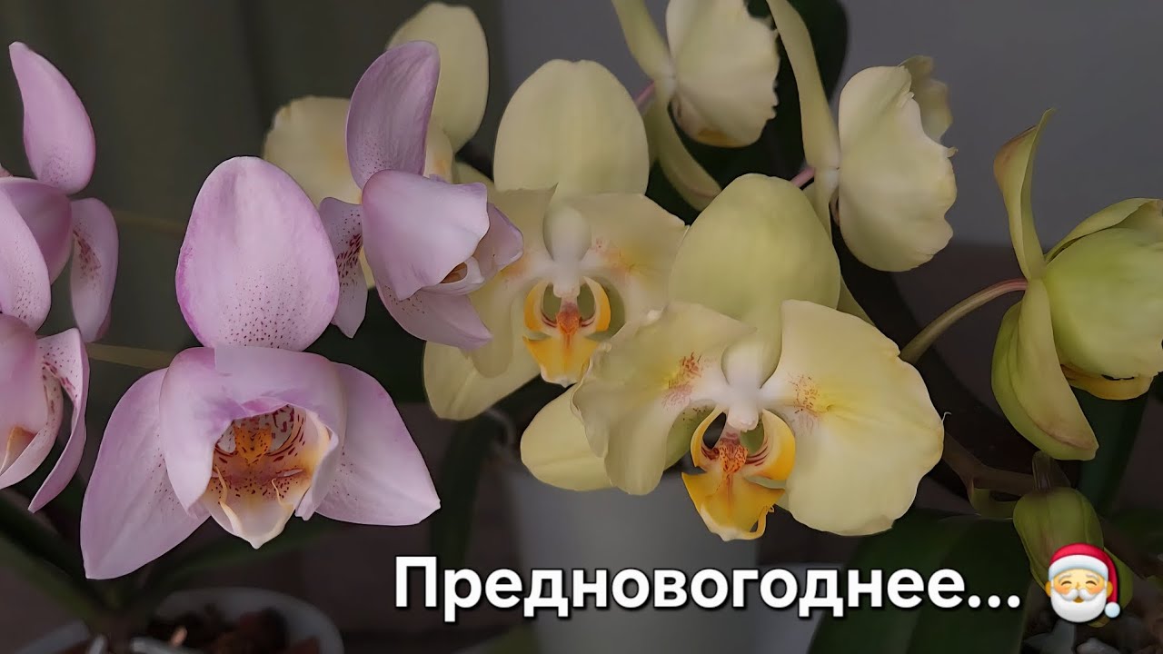 Предновогоднее🎄Новые роспуски орхидей🌷