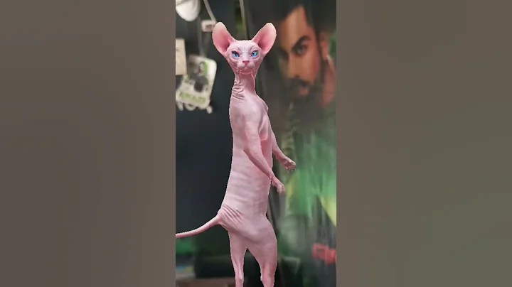 Watch the video about Sphynx cat 😎💃🕺😾🤓#ytshorts #shorts #youtubeshorts #dance #funny