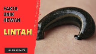 FAKTA UNIK HEWAN LINTAH @Kumpulan Fakta