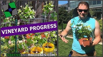 Grapevine Propagation Results & Vineyard Overview Year 5 | Growing Grapes in 5 Gallon Buckets