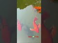Red fish 🍀 lucky fish #travel #travel #fishingvideo #fishing #fishinglife @indian_eys